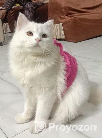 Hybrid triple cote Persian Cat