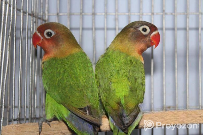 গ্রিনফিসার লাভবার্ড