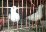 সাদা একজোড়া ঘুঘু পাখি