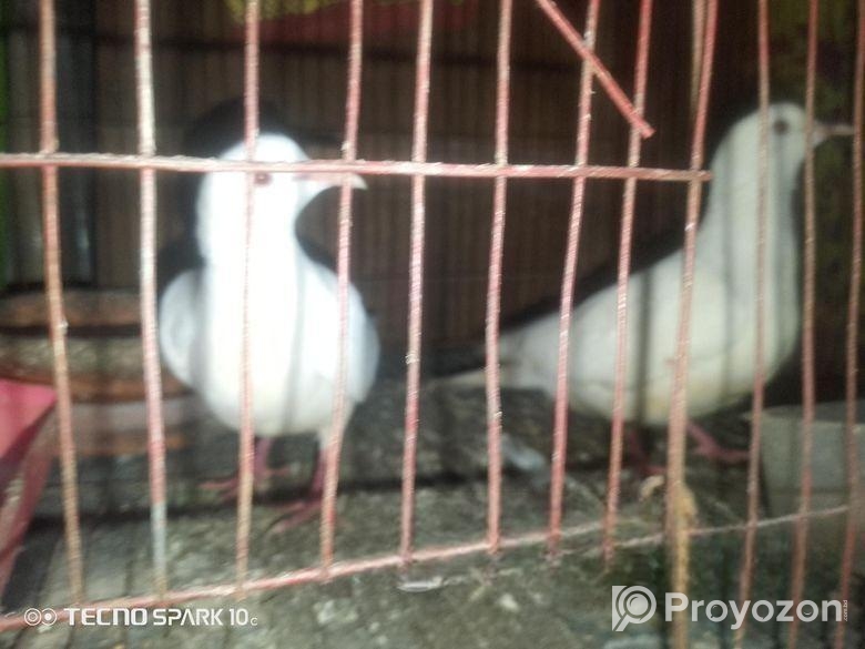 সাদা একজোড়া ঘুঘু পাখি