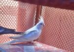 Alvino Red Eye Female