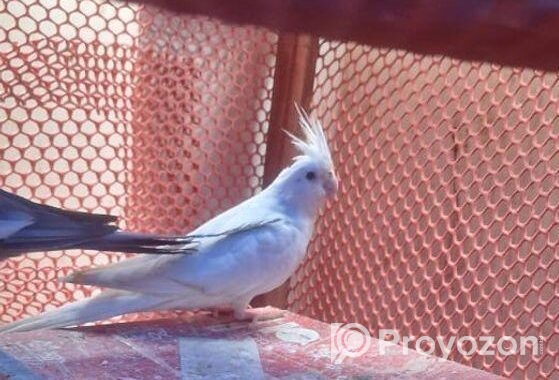 Alvino Red Eye Female