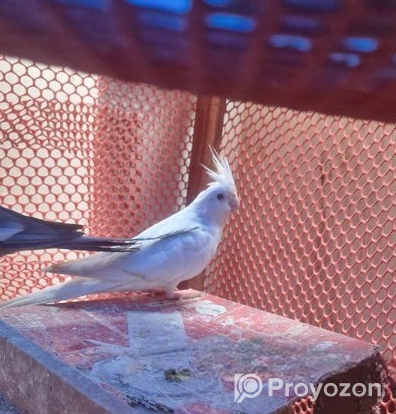 Alvino Red Eye Female