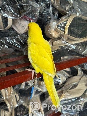 হলুদ টিয়া