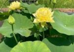 পদ্মফুলের বীজ