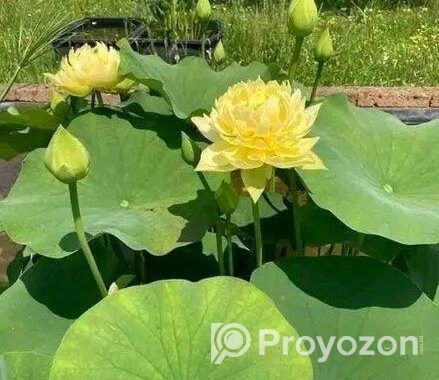 পদ্মফুলের বীজ