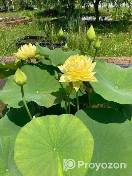 পদ্মফুলের বীজ