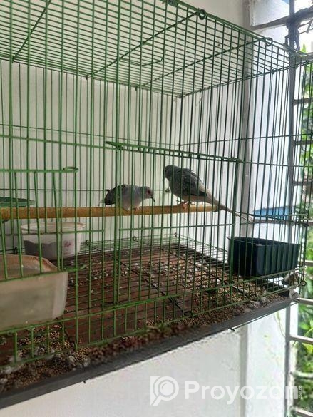 Australian ঘুঘু