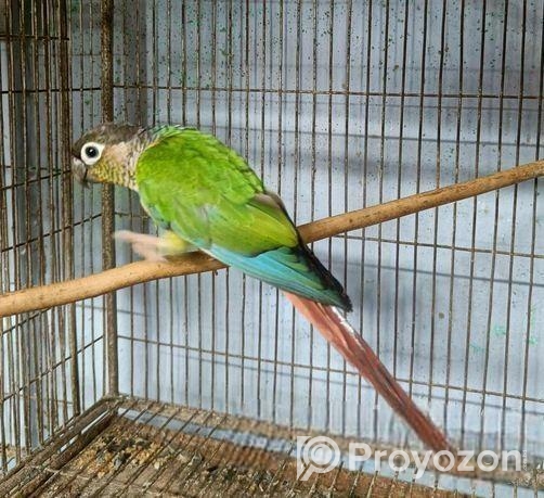 কনিউর রানিং ফিমেইল