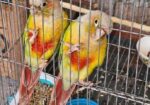 pineapple conure running pair