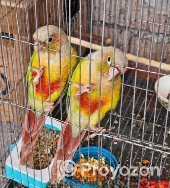 pineapple conure running pair