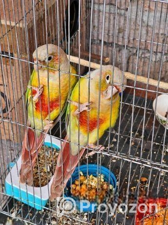pineapple conure running pair