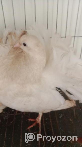 1 Pair Lokka Running