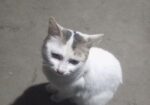 Cat For Sale