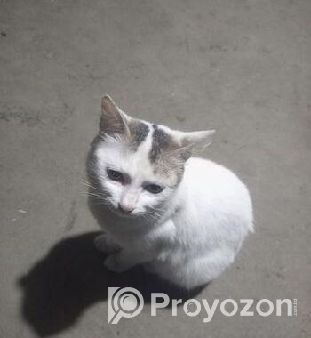 Cat For Sale