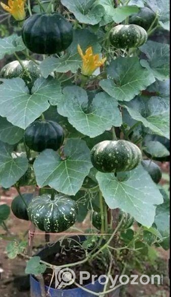 জাপানি হাজারী পামকিন মিষ্টি কুমড়ার বীজ