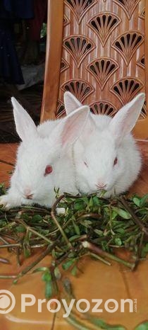 এক জোড়া খরগোশের বাচ্চা বিক্রি হবে