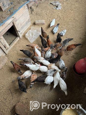 মুরগি বিক্রি হবে