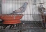 Diamond dove male