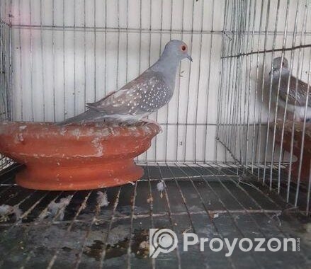 Diamond dove male