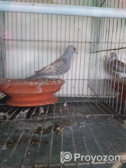 Diamond dove male