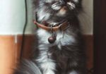 Persian Cat