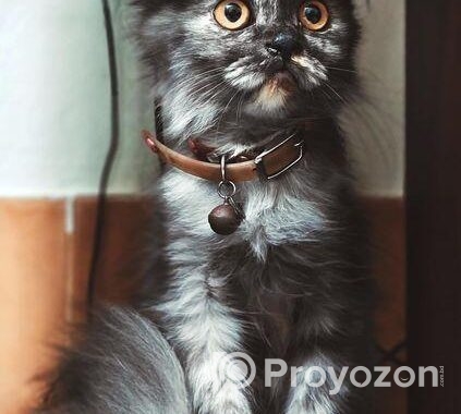 Persian Cat
