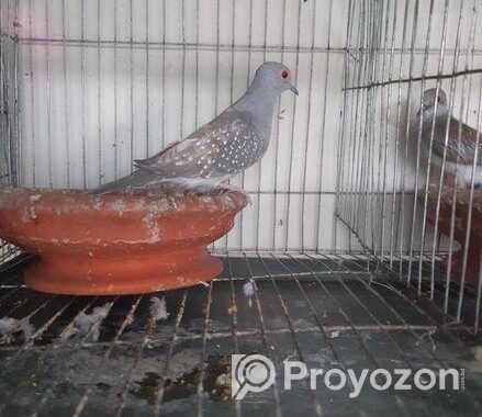 Diamond dove male