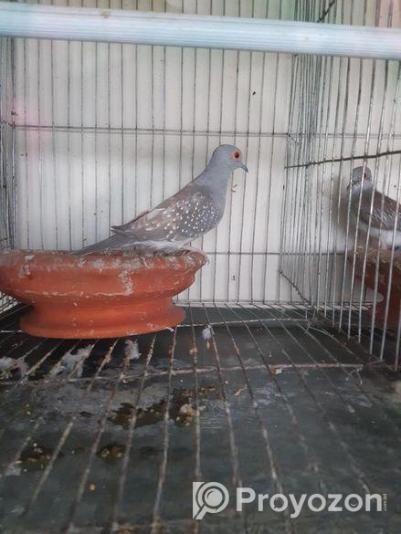 Diamond dove male
