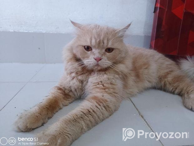 পার্শিয়ান মেইল বিড়াল