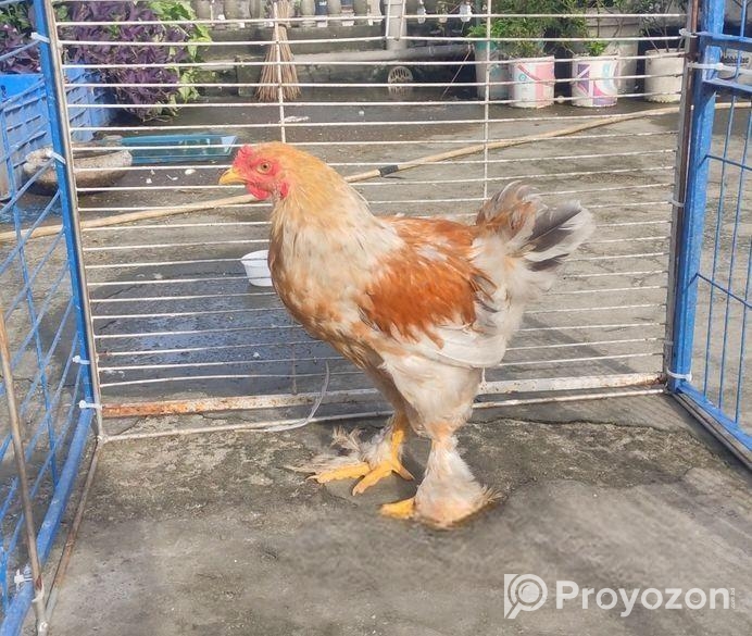 ব্রাহমা মোরগ