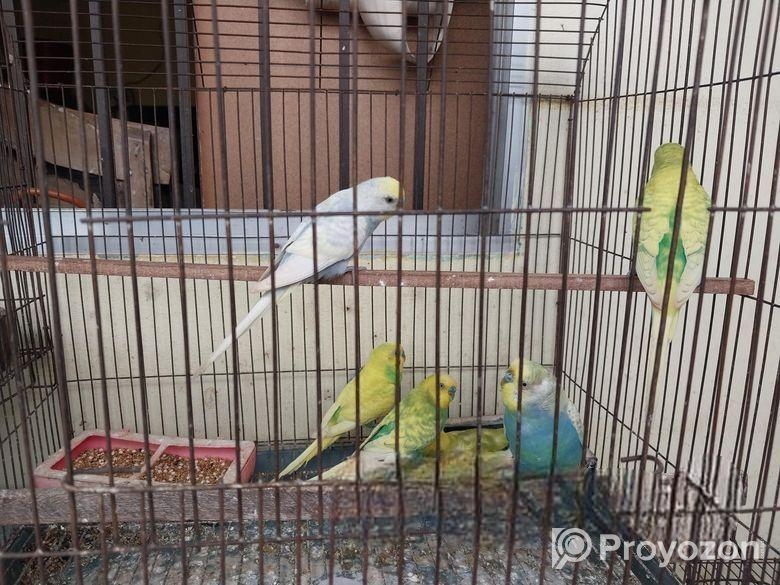 বাজরিগার পাখি