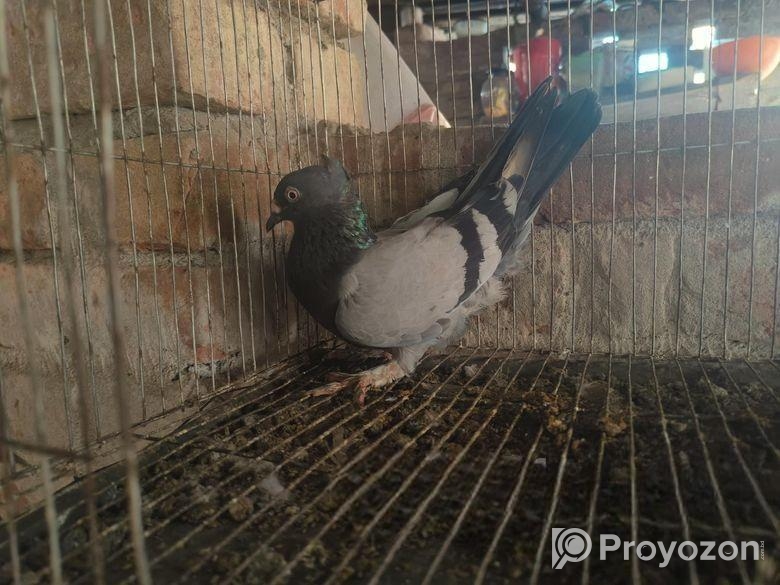 রাজশাহী গিরিবাজ ঘন বাজি