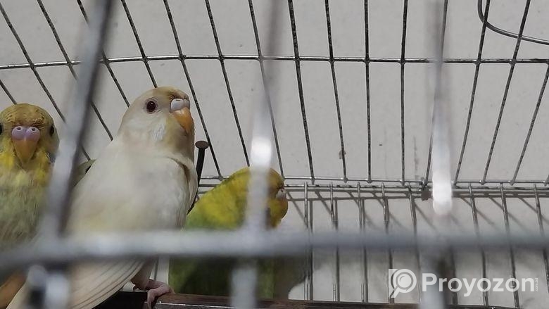 বাজরিগার পাখি বিক্রি করা হবে