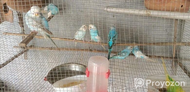 সেমি এডাল্ট বাজরিগা পাখি