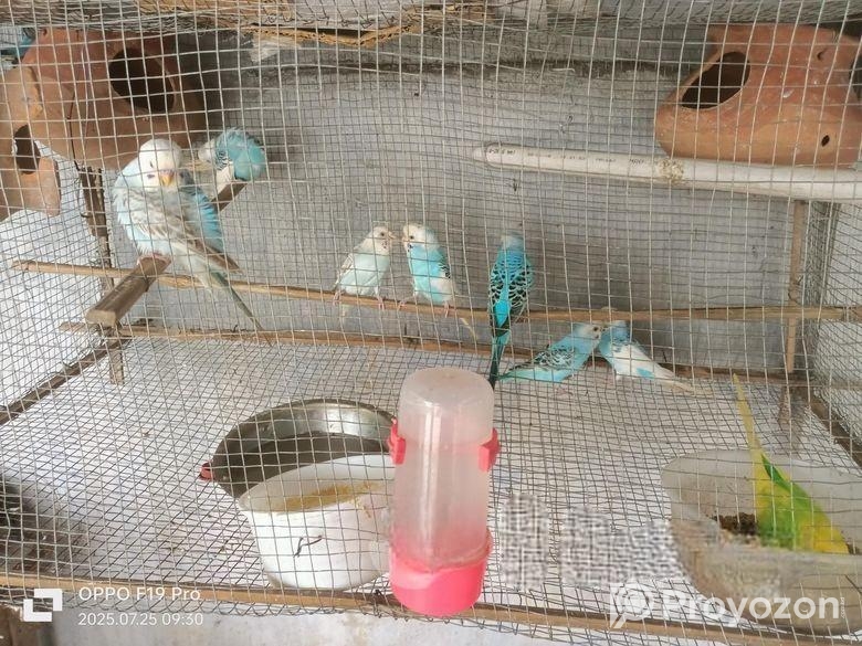 সেমি এডাল্ট বাজরিগা পাখি