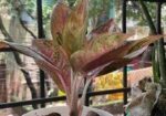 Aglaonema plant