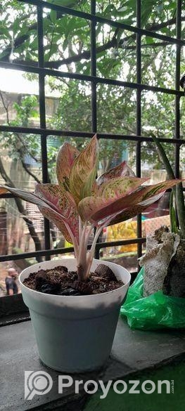 Aglaonema plant