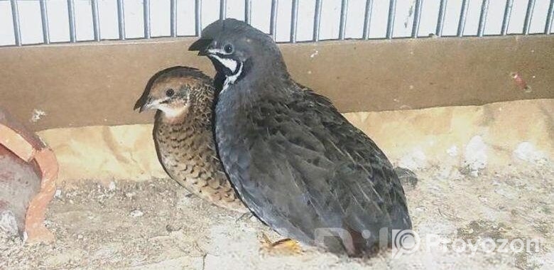 ক্ল্যাসিক কিং কোয়েল Standar Classic King Quail Koy