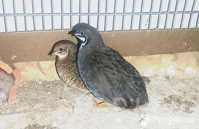 ক্ল্যাসিক কিং কোয়েল Standar Classic King Quail Koy