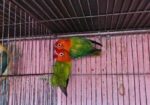 New adal Love bird