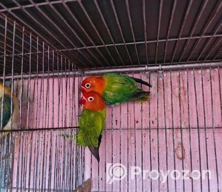 New adal Love bird