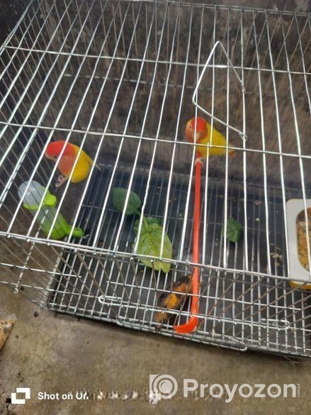 লাভ বার্ড পাখি