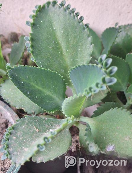 ক্যাকটাস এবং মাদার অব থাউজ্যান্ড