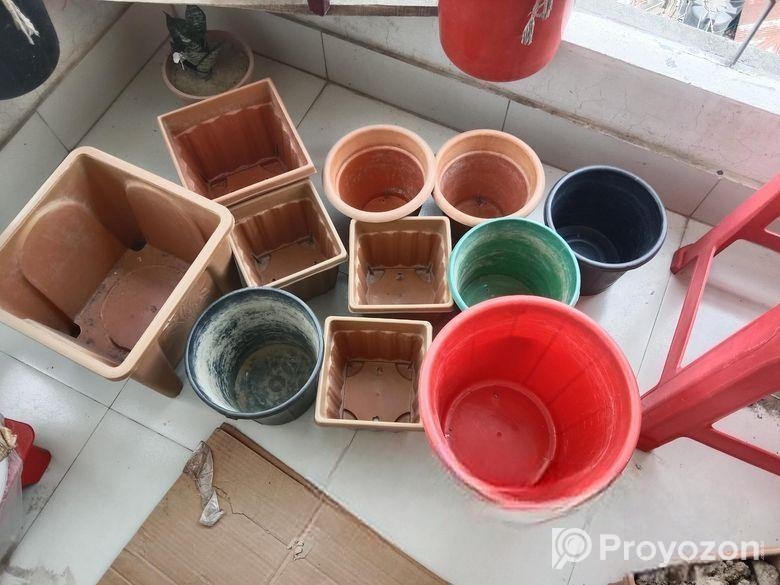 গাছ ও টপ