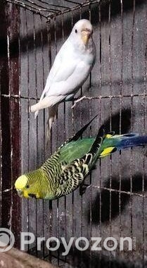 বাজিগর পাখি রানিং
