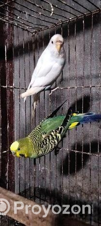 বাজিগর পাখি রানিং