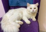 Hybrid triple cote Persian Cat