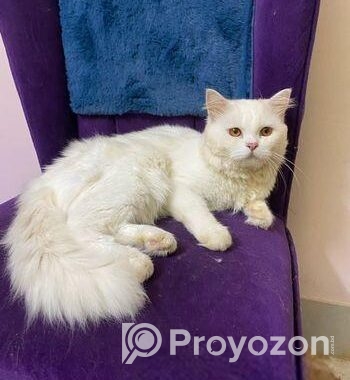 Hybrid triple cote Persian Cat