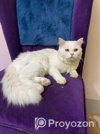 Hybrid triple cote Persian Cat